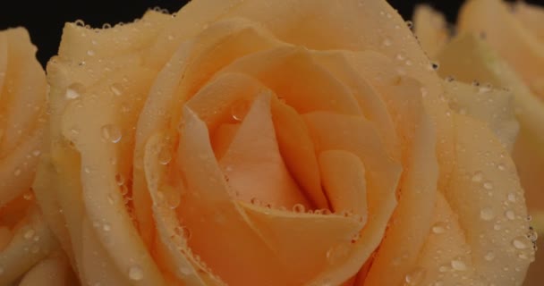 Πρωινή Δροσιά Ένα Τριαντάφυλλο — Αρχείο Βίντεο