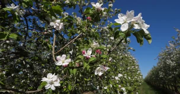 Apfelbäume Die Frühling Blühen Okzitanien Südfrankreich — Stockvideo