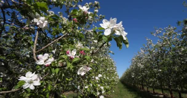 Jabłonie Kwitnące Sezonie Wiosennym Occitanie Południowa Francja — Wideo stockowe