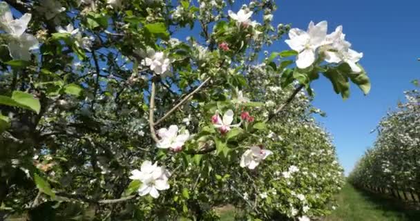 Pommiers Fleurissant Printemps Occitanie Sud France — Video