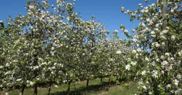 Apfelbäume Die Frühling Blühen Okzitanien Südfrankreich — Stockvideo