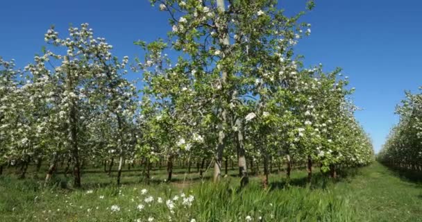 Jabloně Kvetoucí Během Jarní Sezóny Occitanie Jižní Francie — Stock video
