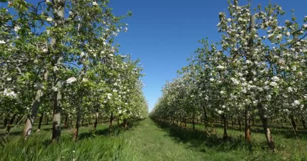 Meli Fioriti Durante Stagione Primaverile Occitanie Francia Meridionale — Video Stock