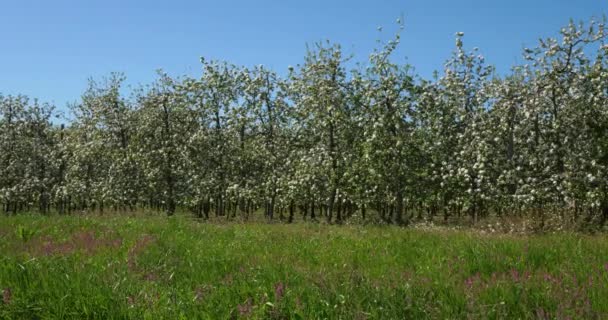 Pommiers Fleurissant Printemps Occitanie Sud France — Video