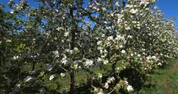 Manzanos Floreciendo Durante Temporada Primavera Occitanie Sur Francia — Vídeos de Stock