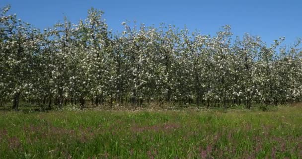 Яблони Цветущие Весенний Сезон Окситания Южная Франция — стоковое видео