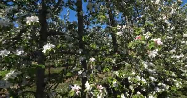 Яблони Цветущие Весенний Сезон Окситания Южная Франция — стоковое видео