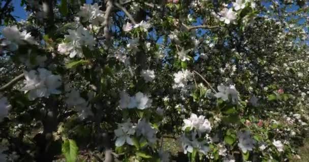 Macieiras Florescendo Durante Temporada Primavera Occitanie Sul França — Vídeo de Stock