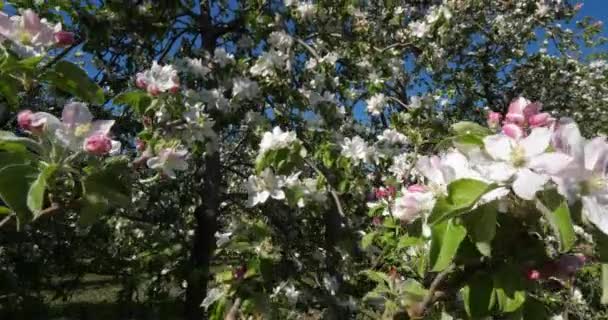 Manzanos Floreciendo Durante Temporada Primavera Occitanie Sur Francia — Vídeos de Stock