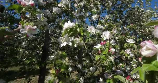 Jabloně Kvetoucí Během Jarní Sezóny Occitanie Jižní Francie — Stock video