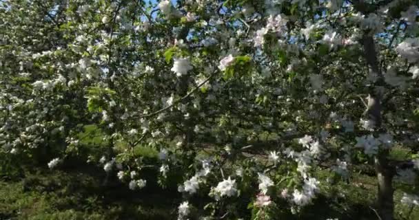Elma Ağaçları Bahar Mevsiminde Çiçek Açar Occitanie Güney Fransa — Stok video