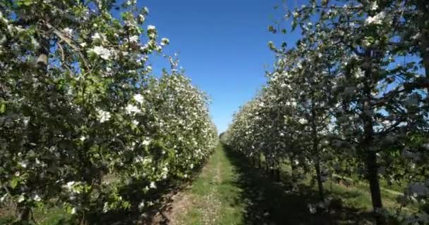 Macieiras Florescendo Durante Temporada Primavera Occitanie Sul França — Vídeo de Stock