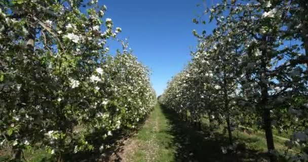 Jabloně Kvetoucí Během Jarní Sezóny Occitanie Jižní Francie — Stock video