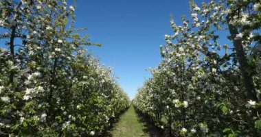 Elma ağaçları bahar mevsiminde çiçek açar, Occitanie, Güney Fransa