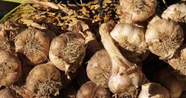 Güney Fransa 'da bir markette taze sebzeler. Taze sarımsak.