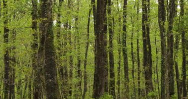 Fransa 'da Broceliande, Paimpont, Brittany olarak bilinen Hindres Ormanı