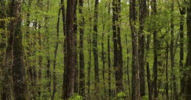 Fransa 'da Broceliande, Paimpont, Brittany olarak bilinen Hindres Ormanı