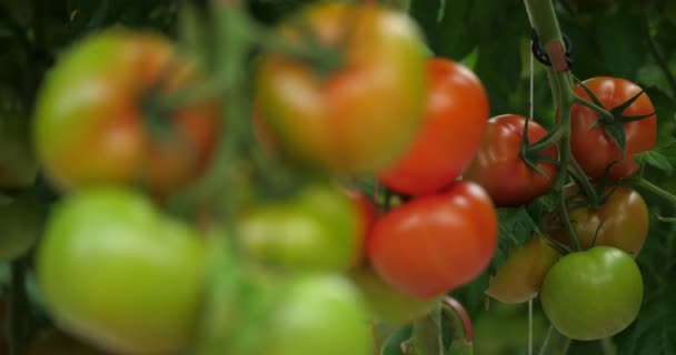 Cultivo Hidropónico Tomates Que Crecen Bajo Casas Verdes Sur Francia — Vídeos de Stock