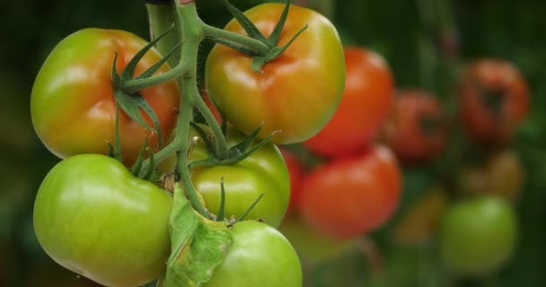 Cultura Idroponica Pomodori Che Crescono Sotto Case Verdi Nel Sud — Video Stock