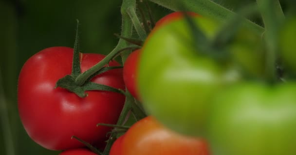 Υδροπονική Κουλτούρα Ντομάτες Που Καλλιεργούνται Κάτω Από Πράσινα Σπίτια Στη — Αρχείο Βίντεο