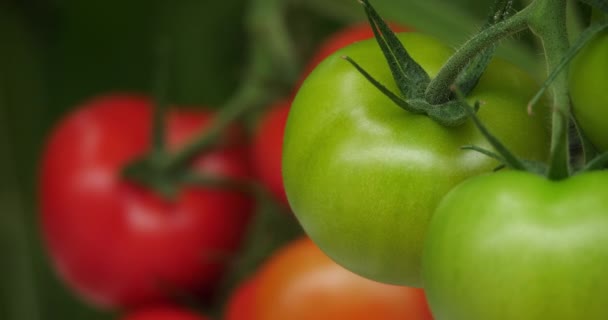 Cultura Hidropônica Tomates Que Crescem Sob Casas Verdes Sul França — Vídeo de Stock