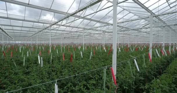 Cultivo Hidropónico Tomates Que Crecen Bajo Casas Verdes Sur Francia — Vídeo de stock