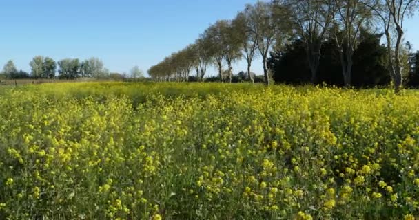Rapsfröfält Brassica Napus Södra Frankrike — Stockvideo