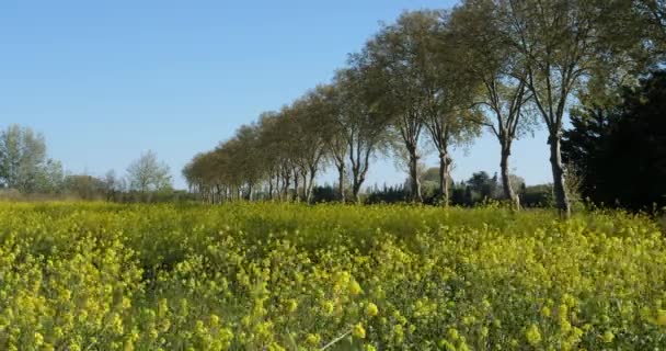 Поле Рапса Brassica Napus Юге Франции — стоковое видео