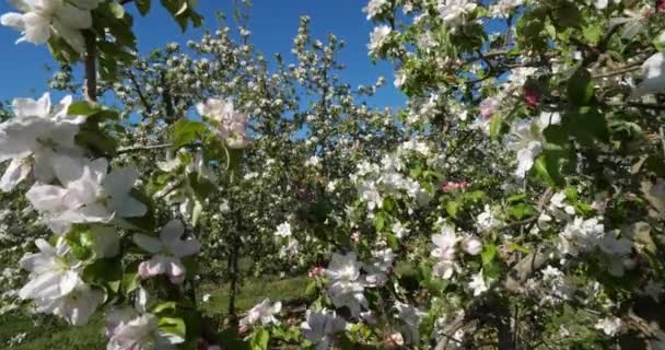 Pommiers Fleurissant Printemps Occitanie Sud France — Video