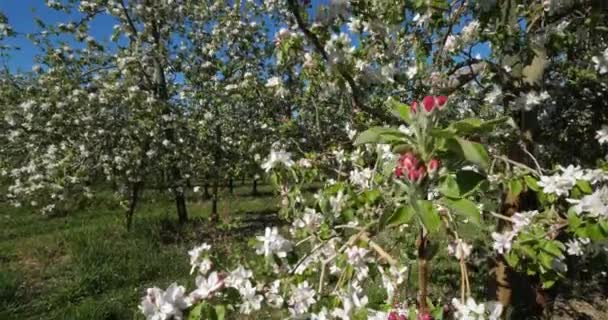 Apple Trees Blooming Spring Season Occitanie Southern France — Stock Video