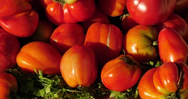 南フランス市場の屋台で新鮮な野菜 新鮮なトマト — ストック動画