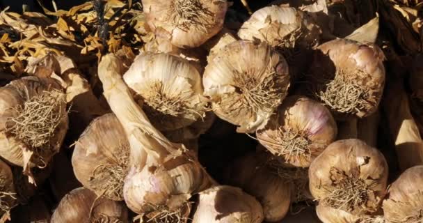 Νωπά Λαχανικά Πάγκους Αγορά Της Νότιας Γαλλίας Φρέσκο Σκόρδο — Αρχείο Βίντεο