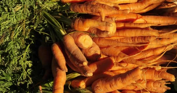Čerstvá Zelenina Stáncích Trhu Jižní Francii — Stock video