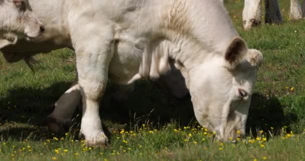 Charolais Rinder Das Charolais Ist Die Zweithäufigste Rinderrasse Frankreichs — Stockvideo