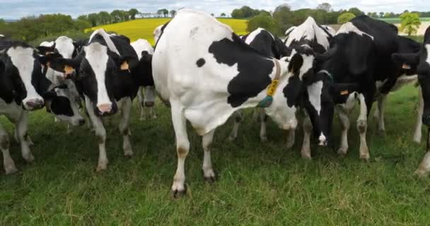 Holstein Friesian Cattle Cotes Armor Department Brittany França — Vídeo de Stock