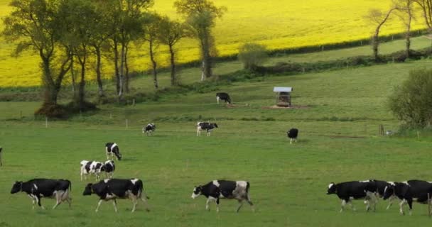 Holstein Bovini Frisoni Nel Dipartimento Cotes Armor Bretagna Francia — Video Stock
