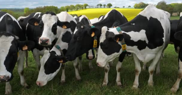Holstein Friesian Sığırları Cotes Zırh Departmanında Brittany Fransa — Stok video
