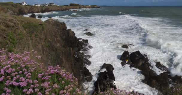 Pouldu Finistere Department Brittany France Передньому Плані Квіти Armeria Maritima — стокове відео