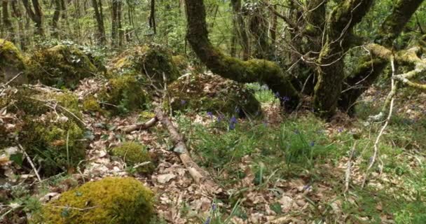 Wald Von Hindres Bekannt Als Broceliande Paimpont Bretagne Frankreich — Stockvideo