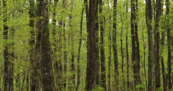 Forest Hindres Känd Som Broceliande Paimpont Bretagne Frankrike — Stockvideo