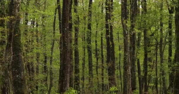Floresta Hindres Conhecida Como Broceliande Paimpont Bretanha França — Vídeo de Stock