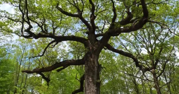 在法国 印地安人的森林被称为Broceliande Paimpont Brittany 印地安人著名的老橡树 — 图库视频影像