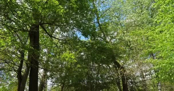 Merlins Grab Wald Von Brocliande Bretagne Frankreich — Stockvideo