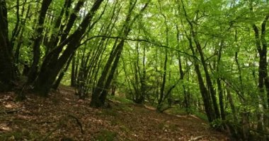 Guerledan Gölü, Anse De Sordan yakınlarındaki orman, Cotes d zırh bölümü, Fransa 'daki Brittany