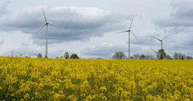 Fransa 'nın Brittany kentindeki Cotes d' Armor bölgesinde tecavüz tohumu (Brassica napus) ve rüzgar türbinleri