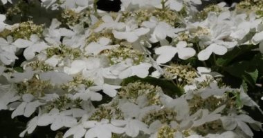 Viburnum plicatum, Adoxaceae familyasından bir bitki türü.