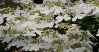 Viburnum plicatum, Adoxaceae familyasından bir bitki türü.