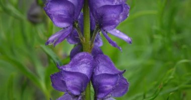 Aconitum variegatum, Ranunculaceae familyasına ait çiçek açan bitki türü.