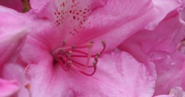 Catawba Rosebay, Catawba rhododendron, Mountain Rosebay, mor sarmaşık, mor defne, mor rhododendron, kırmızı defne, Rosebay, Rosebay defne.