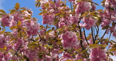Prunus serrulata ya da çiçek açmış Japon kirazı 